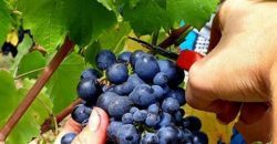 Venez faire les vendanges avec nous!!!